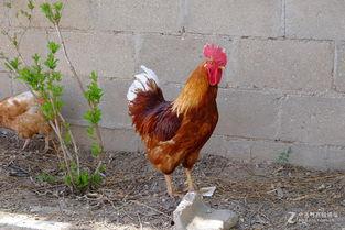 丹东溜达鸡爆料最新消息,揭秘事件背后惊人真相  第3张